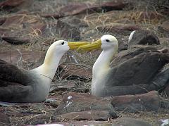 Galapagos 3-1-15 Espanola Punta Suarez Waved Albatrosses Mating Dance Espanola is the colony of waved albatrosses, magnificent birds of enormous wing span, which breed exclusively on Espanola. It has brown upper parts and wings with gray, waved bars (hence its name), a white neck, a cream-colored nape, and a handsome yellow beak. We were lucky enough to come upon pairs of male and female waved albatrosses doing their mating dance. The pair dance with each other in an awkward waddle, move their necks up and down in rhythm, clack and encircle their bills, and raise their bills skyward. Hi-larious.